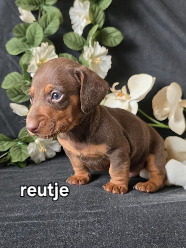 Kaninchen kortharige teckel pups, Dieren en Toebehoren, Honden | Teckels en Dashonden, Meerdere dieren, Korthaar, Kaninchen, Particulier
