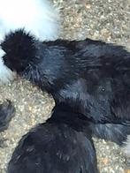 Te koop: nog enkele kriel zijdehoen hennetjes. Jonge dieren,, Vrouwelijk, Kip