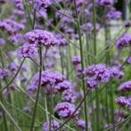 Te koop: enkele plantjes Verbena IJzerhard, Volle zon, Vaste plant, Zomer, Ophalen
