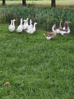 Te koop ganzen, Dieren en Toebehoren, Pluimvee, Meerdere dieren, Gans of Zwaan