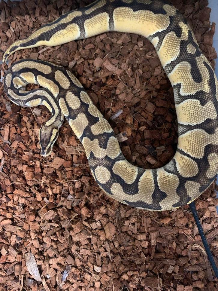 0.1 Pastel Enchi 66% het clown 66% het ghost Ball Python - female for sale from Vloemans