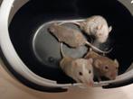 4 tamme mannen dwergratjes inclusief toebehoren, Dieren en Toebehoren, Knaagdieren, December, Mannelijk, Rat