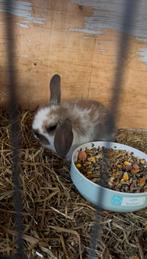 Konijntjes NHD, Dieren en Toebehoren, Konijnen, Vrouwelijk, Dwerg