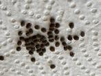 Wandelende tak eitjes, Dieren en Toebehoren, Insecten en Spinnen, Wandelende tak