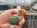 2 jonge Agapornis fisheri geb 27 juli te reserveren, Geslacht onbekend, Dwergpapegaai of Agapornis, Tam