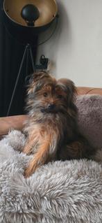Pompriaan/yorkse terrier pup, Dieren en Toebehoren, Rabiës (hondsdolheid), 15 weken tot 1 jaar, Eén hond, Nederland