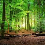 Bos fotobehang, Voorjaarsbos behang op maat * Muurdeco4kids, Huis en Inrichting, Verzenden, Minder dan 10 m², Natuur, bos, landelijk,