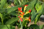 Canna indica oranje voorgetrokken in 11L pot, Zomer, Overige soorten, Ophalen, Volle zon