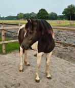 Super knappe lieve 1.5 jarige merrie, Dieren en Toebehoren, Stalling en Weidegang