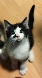 maine coon x kitten katertje, Dieren en Toebehoren, Kater, Ontwormd, 0 tot 2 jaar