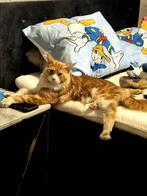 Main coon, Dieren en Toebehoren, Katten en Kittens | Raskatten | Langhaar, Poes, Met stamboom, 0 tot 2 jaar