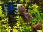 Pauwoog cichlide, Dieren en Toebehoren, Vissen | Aquariumvissen, Vis