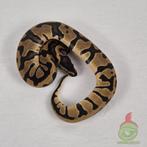 python regius enchi confusion man, Slang, Tam, 0 tot 2 jaar