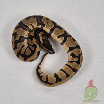 python regius enchi confusion man beschikbaar voor biedingen