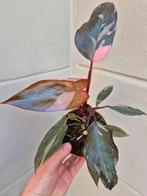 Philodendron Pink Princess p12 (A), Huis en Inrichting, Kamerplanten, Ophalen of Verzenden, Overige soorten, Minder dan 100 cm