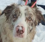 aussi/ border collie  red merle, Dieren en Toebehoren, Reu, CDV (hondenziekte), 1 tot 2 jaar, Groot