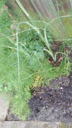 Wilde venkel zaden BIO 3gr, Ophalen of Verzenden, Voorjaar, Volle zon, Zaad