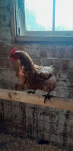 5 Leg hennen, Dieren en Toebehoren, Pluimvee, Vrouwelijk, Kip