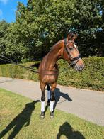 3 jarige dressuur merrie