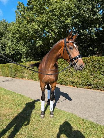 3 jarige dressuur merrie beschikbaar voor biedingen