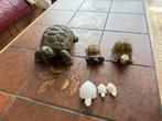Schildpadden, Verzamelen, Dierenverzamelingen, Ophalen, Zo goed als nieuw, Beeldje of Figuurtje