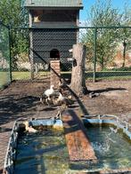 Eendjes, Dieren en Toebehoren, Meerdere dieren