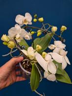 Phalaenopsis White Rondo p12