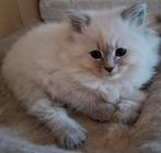 Siberische en Neva masquarade kittens met stamboom, Dieren en Toebehoren, Katten en Kittens | Raskatten | Langhaar, Meerdere dieren