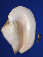 Schelpen, Strombus goliath, Ophalen of Verzenden, Schelp(en)