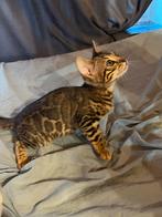 Bijzonder mooi bengaal bengaalse kittens, Dieren en Toebehoren, Katten en Kittens | Raskatten | Korthaar, Meerdere dieren, 0 tot 2 jaar