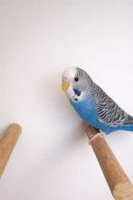 Dunfelo split Blackface split blackwing man, Dieren en Toebehoren, Mannelijk, Parkiet, Geringd