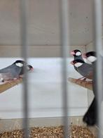 Rijst vogels wild kleur, Meerdere dieren, Tropenvogel