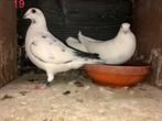 1e nest jonge postduiven 2026 uit dit koppel sportduiven, Meerdere dieren, Postduif