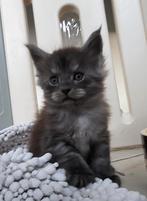 Maine Coon kittens garantiecontract/stamboom ID., Dieren en Toebehoren, Meerdere dieren, Gechipt, 0 tot 2 jaar