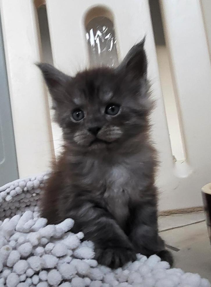 Maine Coon kittens garantiecontract/stamboom ID., Dieren en Toebehoren, Katten en Kittens | Raskatten | Langhaar, Meerdere dieren
