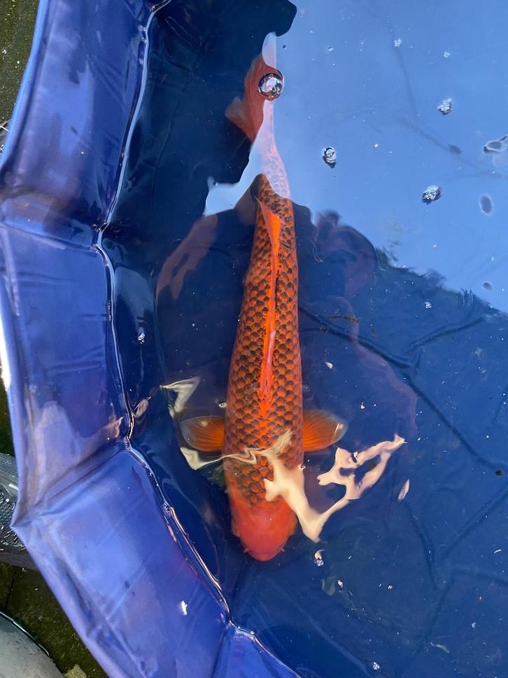 hi asagi Japanse koi, Dieren en Toebehoren, Vissen | Vijvervissen, Karper of Koi