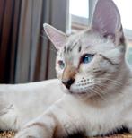 Bengaal poezen, Dieren en Toebehoren, Poes, Gechipt, 0 tot 2 jaar