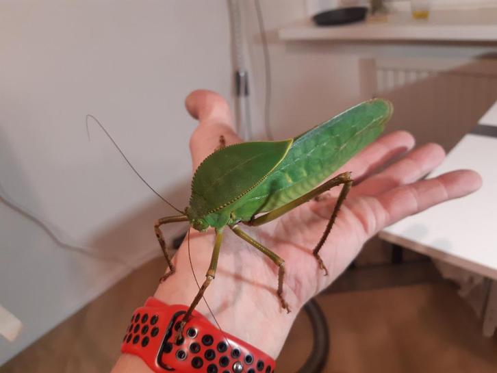 Nimfen Siliqoufera grandis, Dieren en Toebehoren, Insecten en Spinnen, Sprinkhaan of Krekel