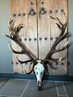 Enorm groot gewei met schedel edelhert van de Veluwe, Ophalen, Hert, Gewei of Kop