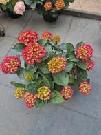 planten, Tuin en Terras, Ophalen, Zomer, Overige soorten, Halfschaduw