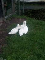 4 oud hollandse kwaker woerden, Dieren en Toebehoren, Pluimvee, Mannelijk, Eend