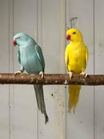 Jonge halsbanden 3 stuks 2025 slpit bleekstaart, Dieren en Toebehoren, Vogels | Parkieten en Papegaaien, Meerdere dieren, Parkiet