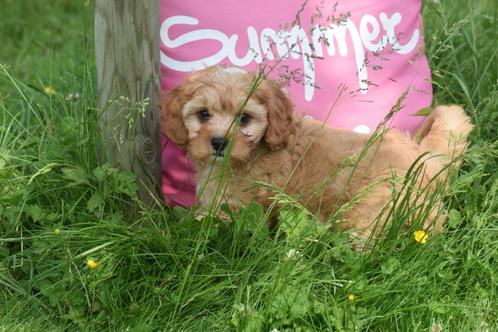 Cavapoo pup, Dieren en Toebehoren, Honden | Niet-rashonden, Meerdere dieren, Fokker | Professioneel, Meerdere, Buitenland, 15 weken tot 1 jaar