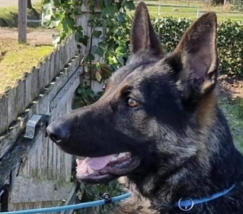 Wij zijn opzoek naar een maatje voor het leven voor Chase, Dieren en Toebehoren, Honden | Niet-rashonden, Groot, Reu, Particulier