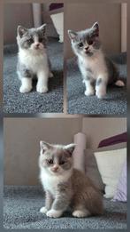 Britse korthaar kittens stamboom lilac blue white bicolor, Meerdere dieren, Gechipt, 0 tot 2 jaar