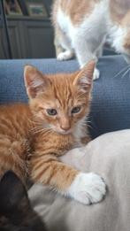Boerderij kittens, Dieren en Toebehoren, Katten en Kittens | Raskatten | Langhaar, Meerdere dieren, Ontwormd, 0 tot 2 jaar