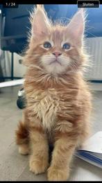 Kleine Vlammetjes: Rode Maine Coon kittens vol liefde, Dieren en Toebehoren, Katten en Kittens | Raskatten | Langhaar, Meerdere dieren