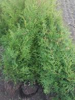 thuja brabant coniferen te koop., Tuin en Terras, Ophalen, Conifeer, Struik, 100 tot 250 cm