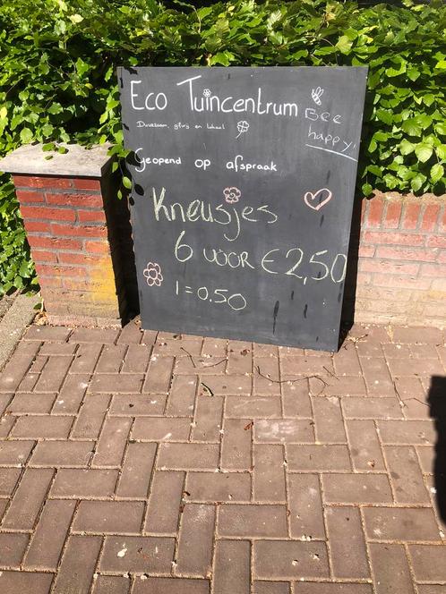 Planten: bio kneusjes 0,50, Tuin en Terras, Planten | Tuinplanten, Volle zon, Zomer, Ophalen
