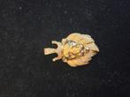 14 k gouden leeuwenhoofd hanger 17 gram, Ophalen of Verzenden, Nieuw, Goud, Goud